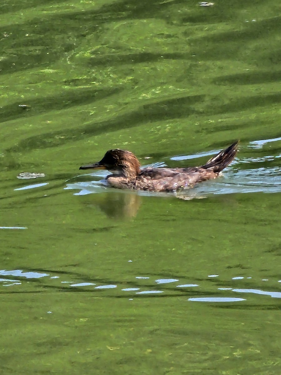 ebird-checklist-25-jul-2023-poor-house-farm-park-36-species