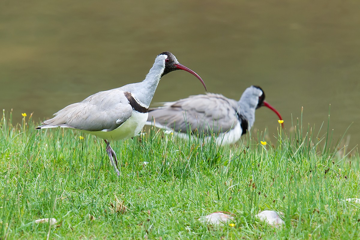 Bec-d'ibis tibétain - ML59762421
