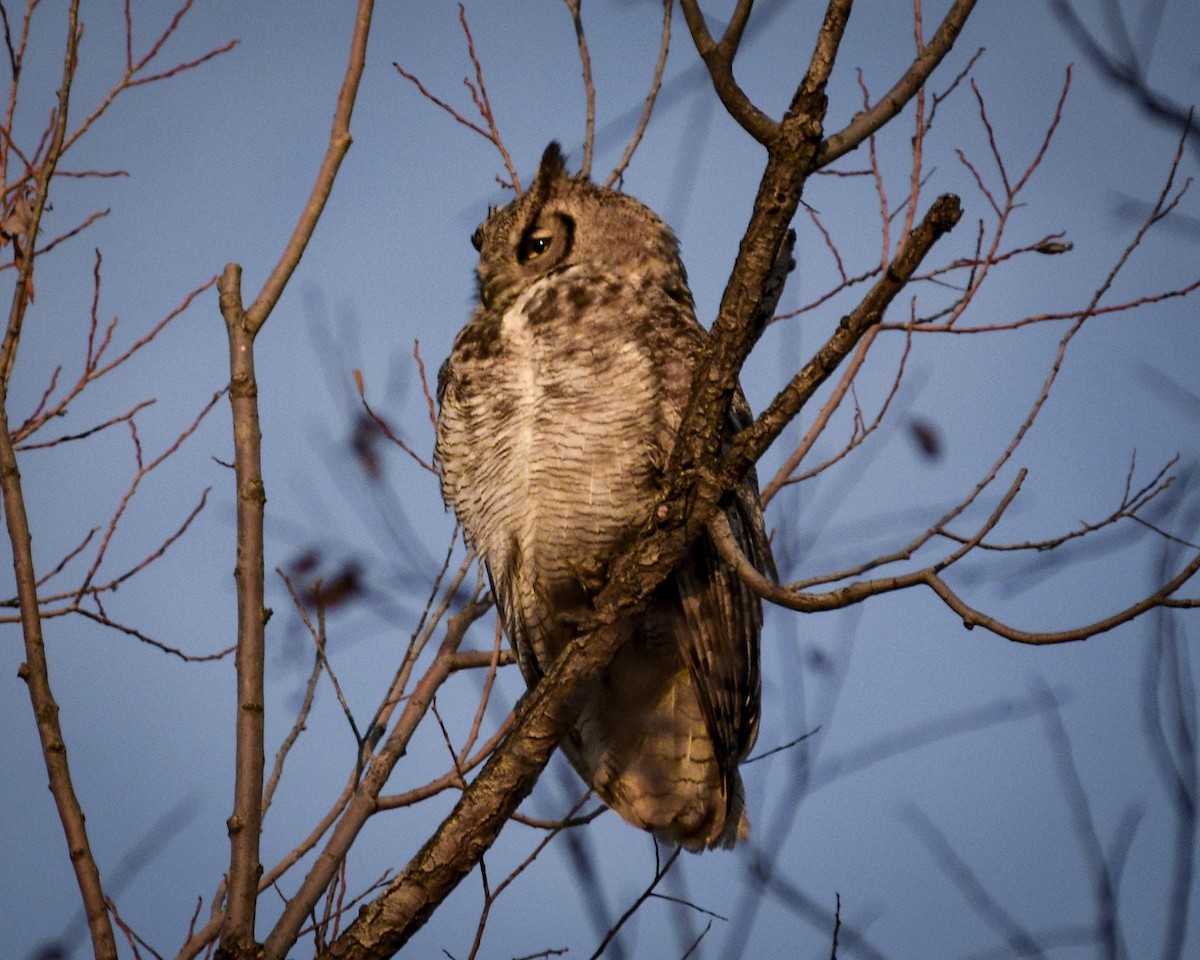 Great Horned Owl - ML597624801