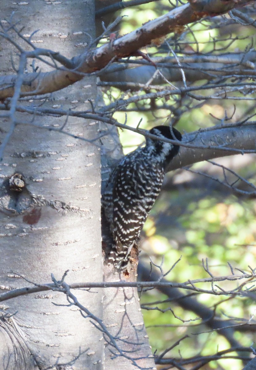 Striped Woodpecker - ML597626081