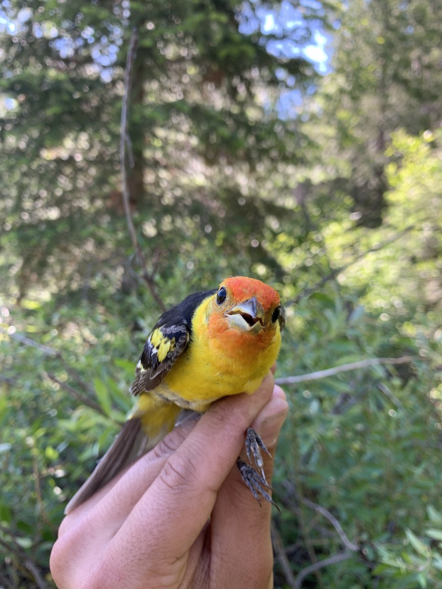 Western Tanager - ML597626781