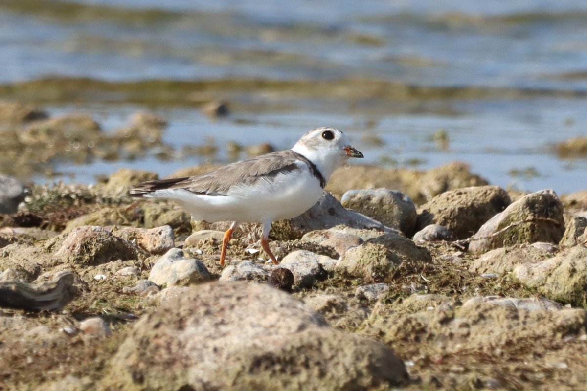 Piping Plover - ML597628491