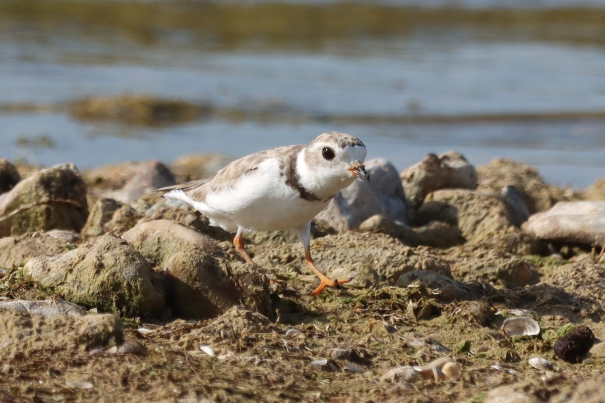 Piping Plover - ML597628551