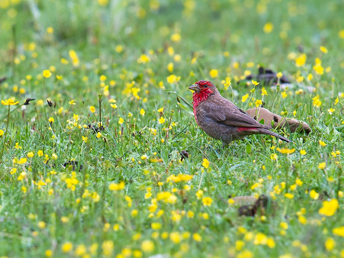 Red-fronted Rosefinch - ML59762881