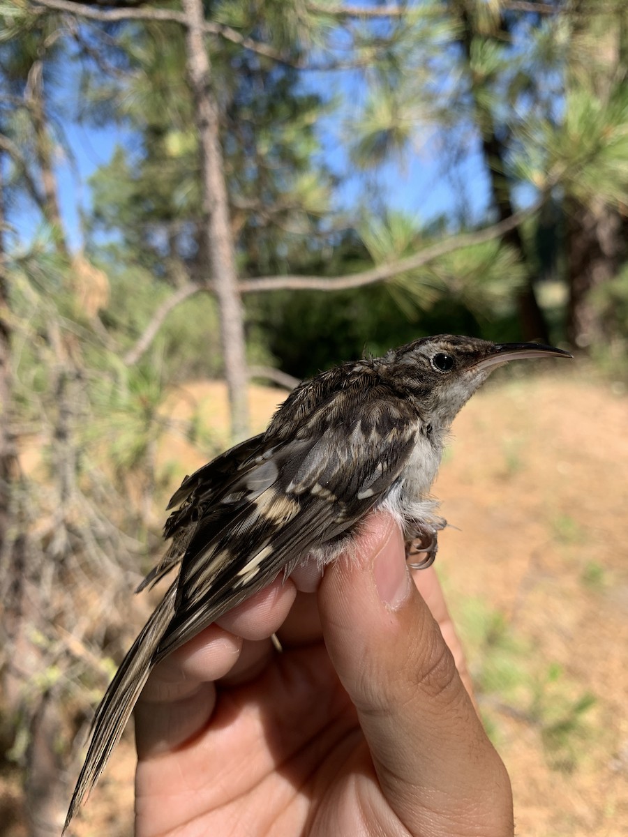Brown Creeper - Mietron Shahbodaghloo