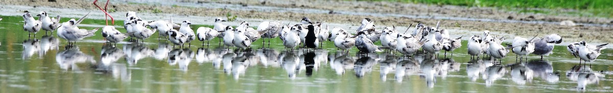White-winged Tern - TheNatureTrust (GroupAccount)