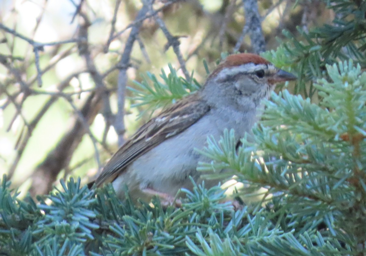 Chipping Sparrow - ML597631611