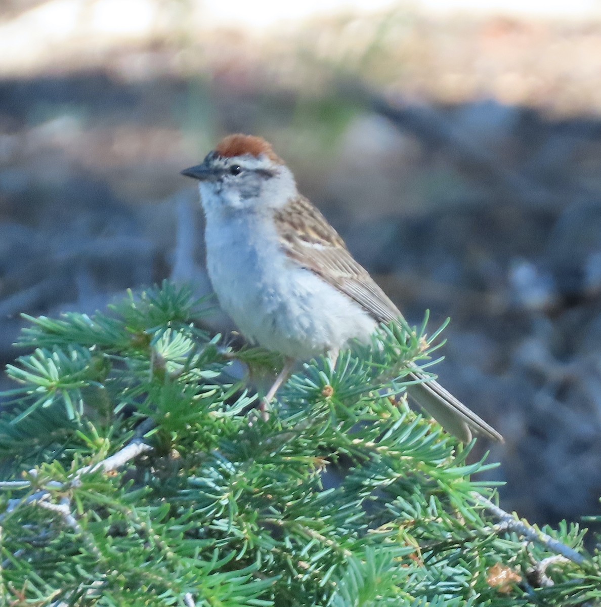Chipping Sparrow - ML597631621