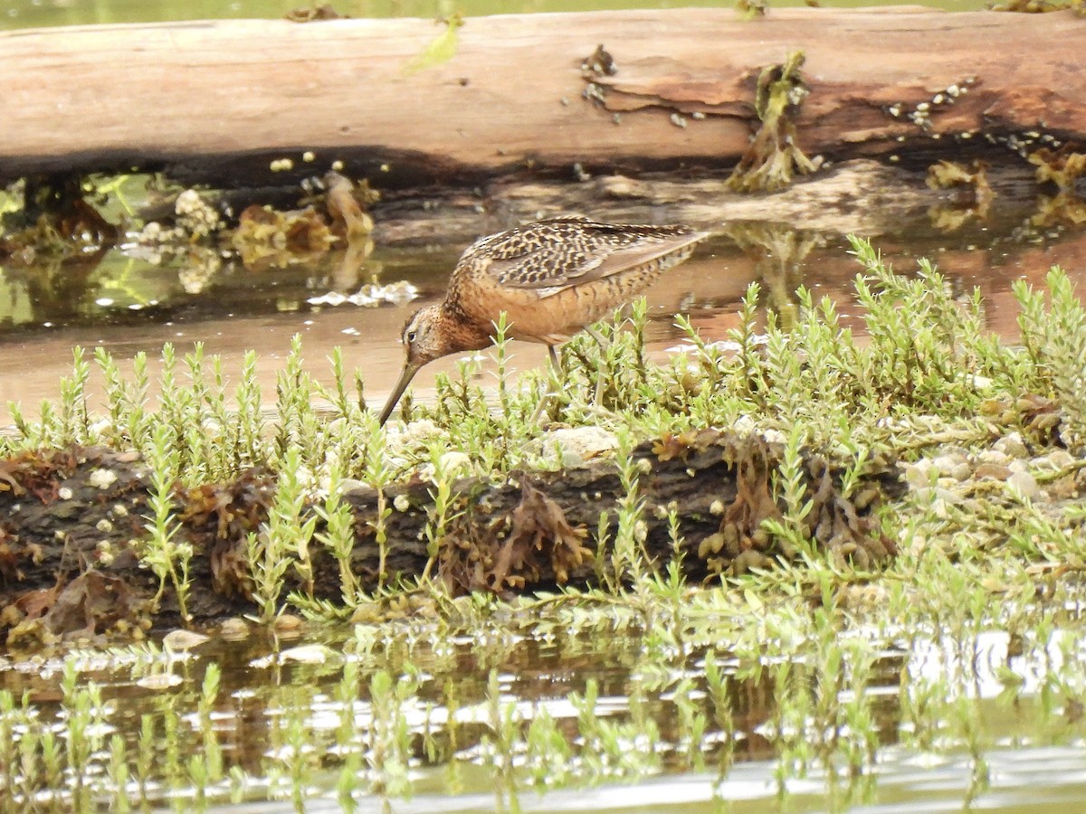 Long-billed Dowitcher - ML597636451