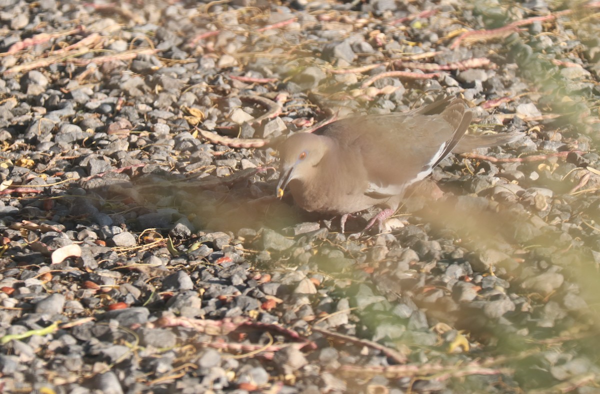 eBird Checklist 26 Jul 2023 Artesia Pahrump, Nv. 10 species
