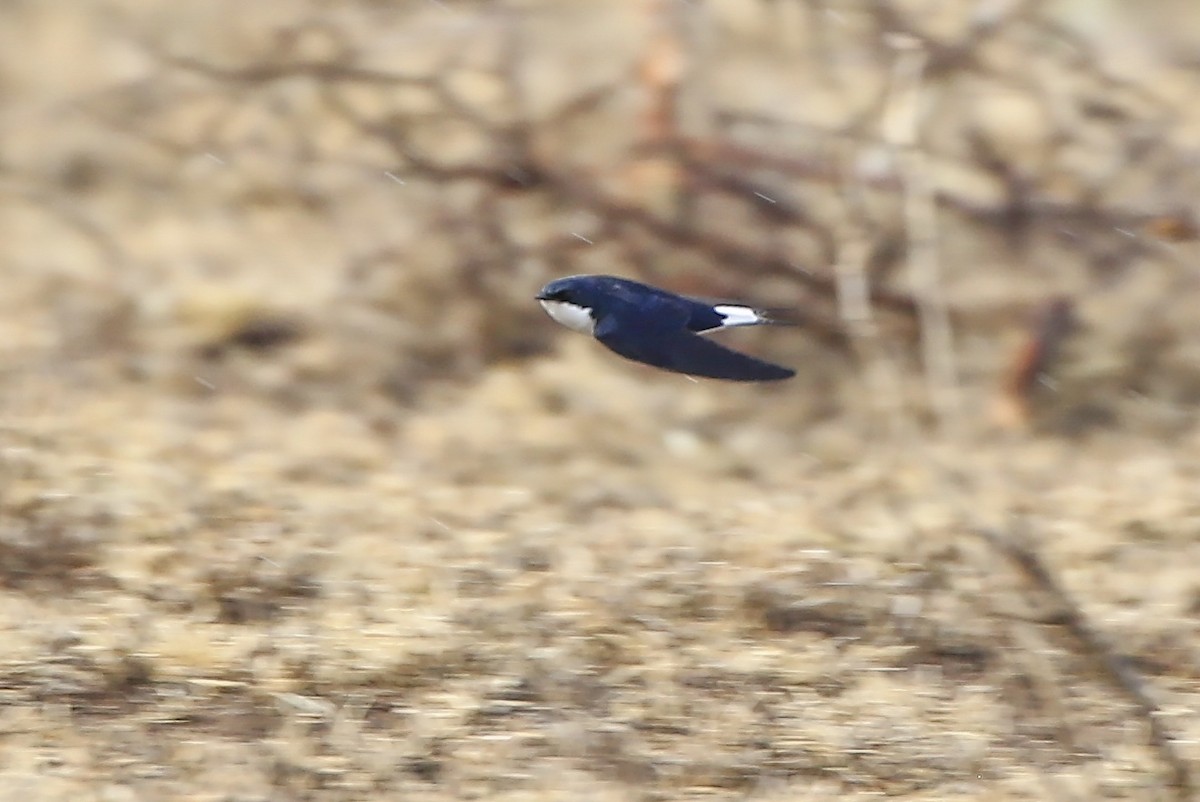 White-tailed Swallow - Mathieu Bally