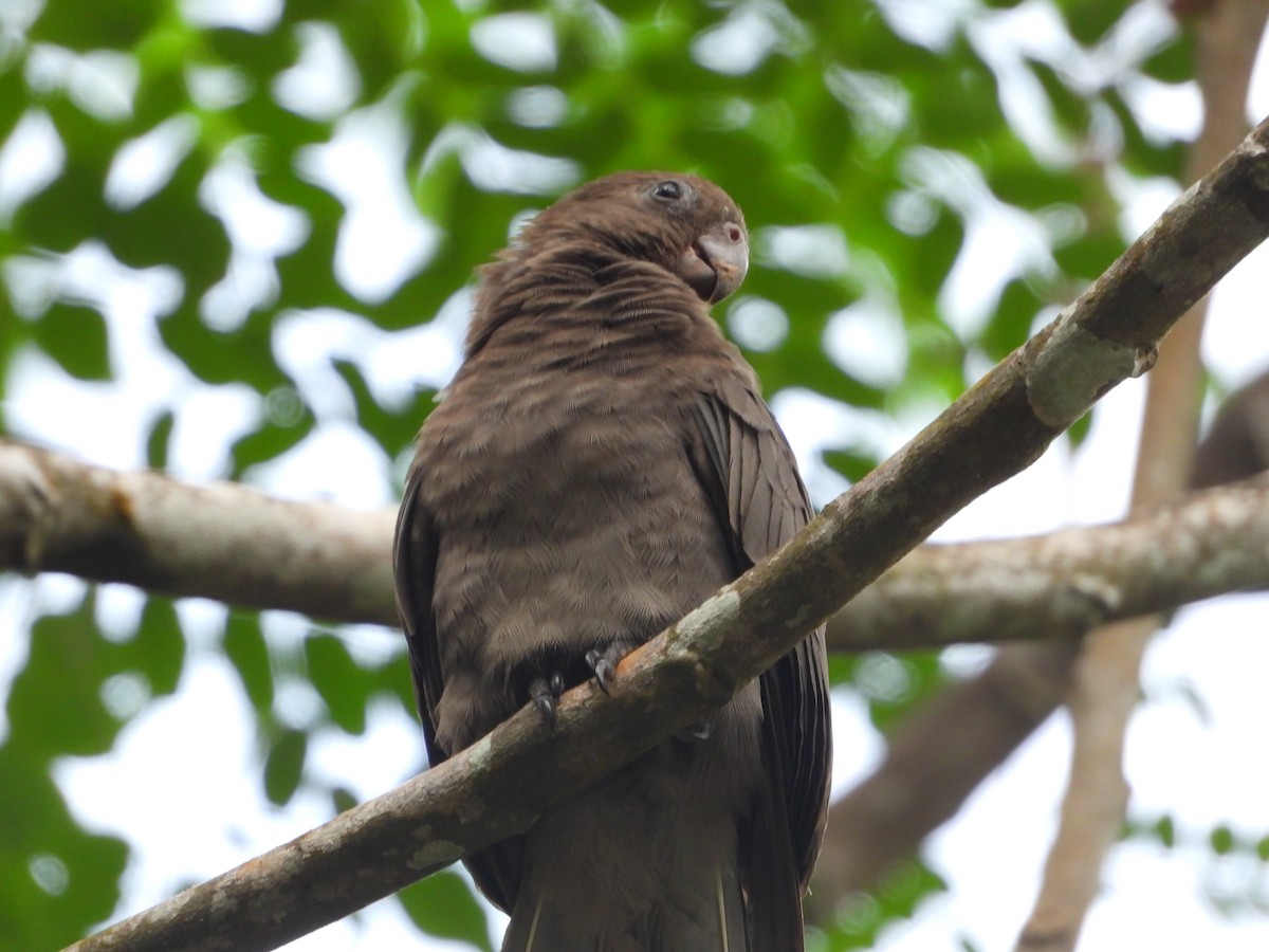 Seychelles Parrot - ML597656101