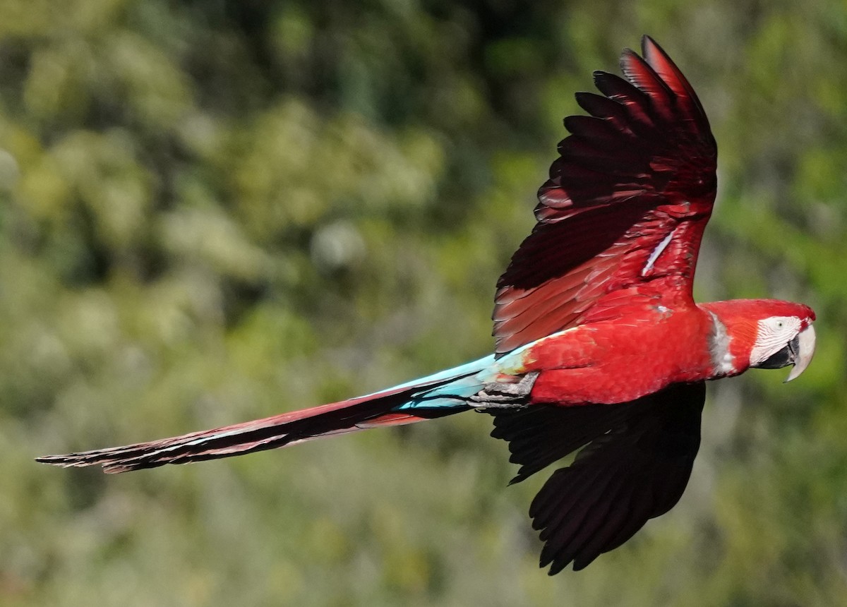 Red-and-green Macaw - ML597656811