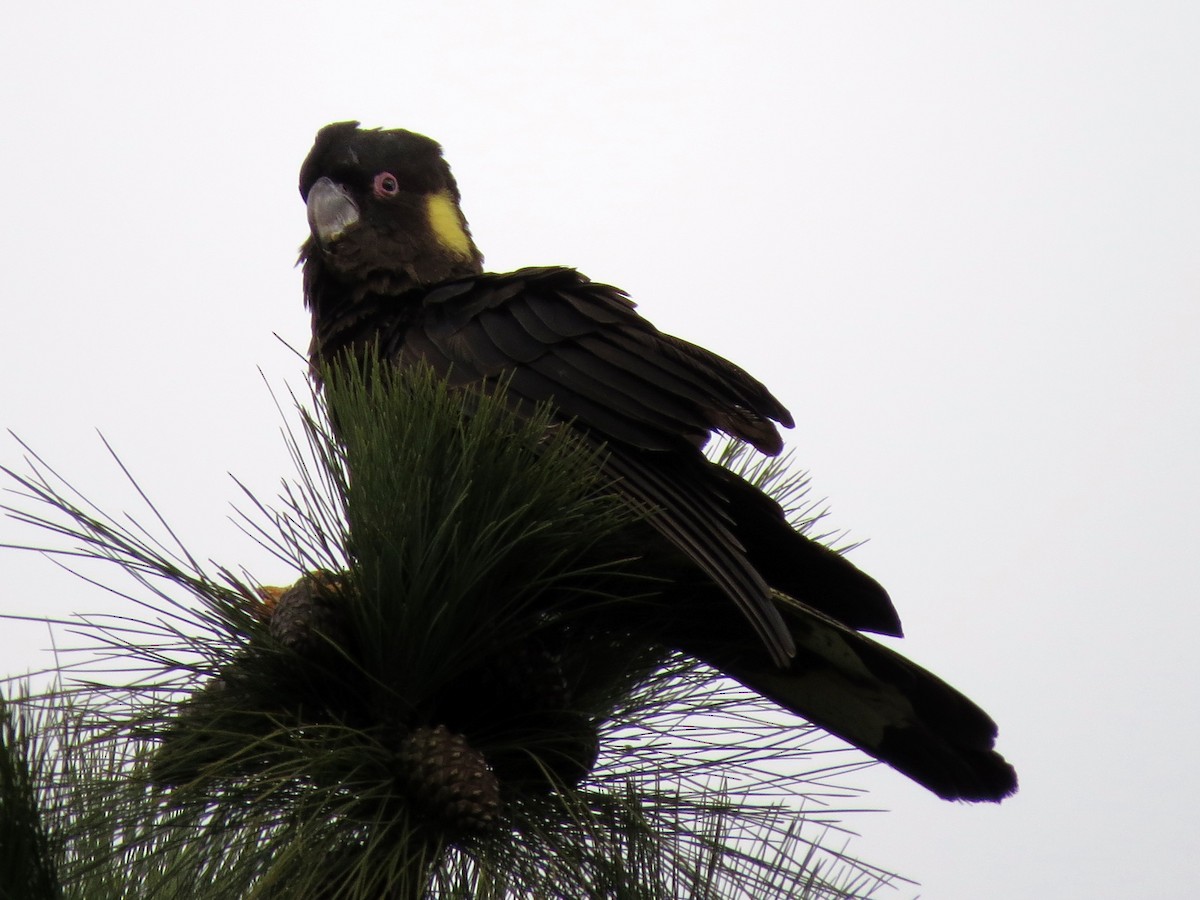 Yellow-tailed Black-Cockatoo - ML59765711
