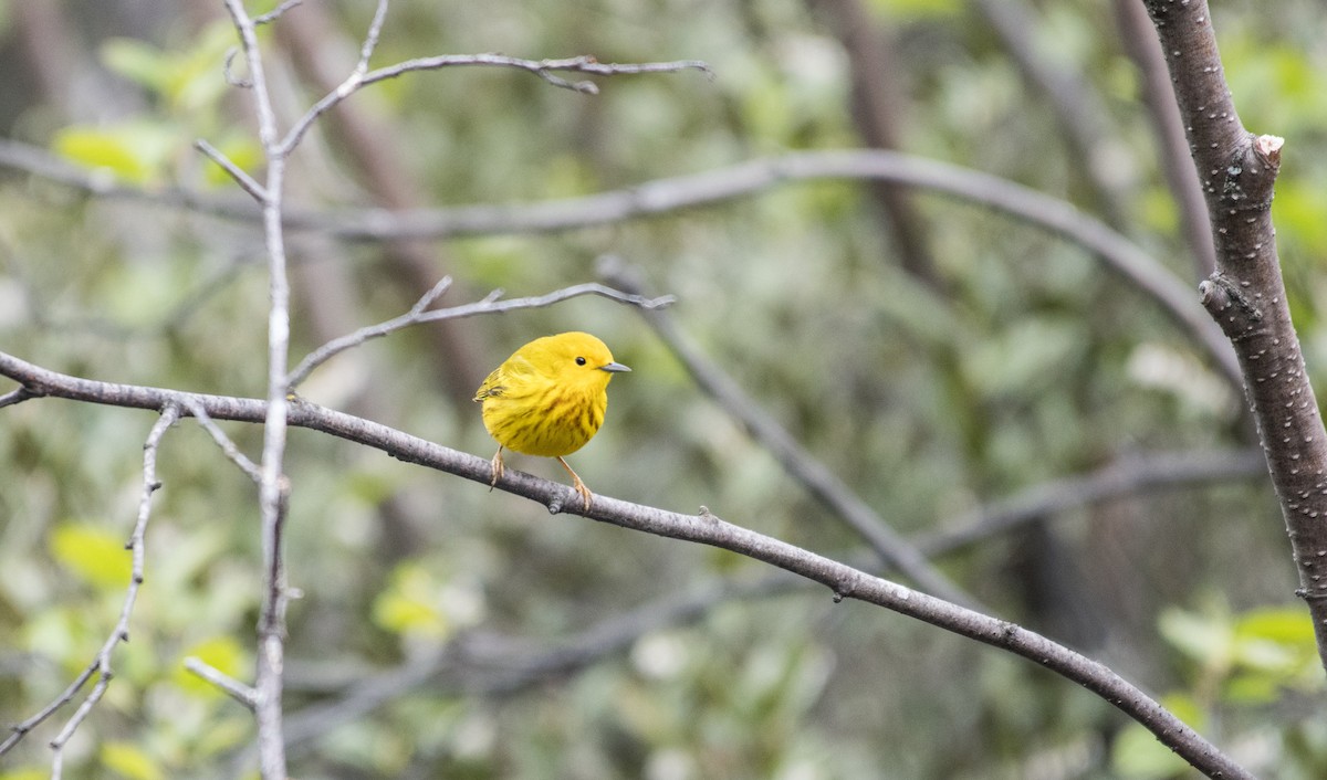 Yellow Warbler - Simon Boivin
