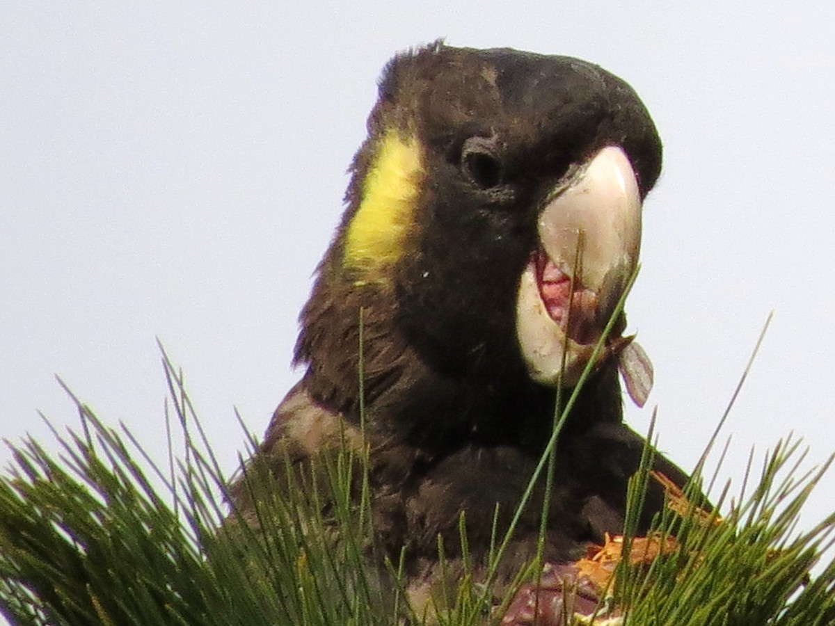 Yellow-tailed Black-Cockatoo - ML59765761