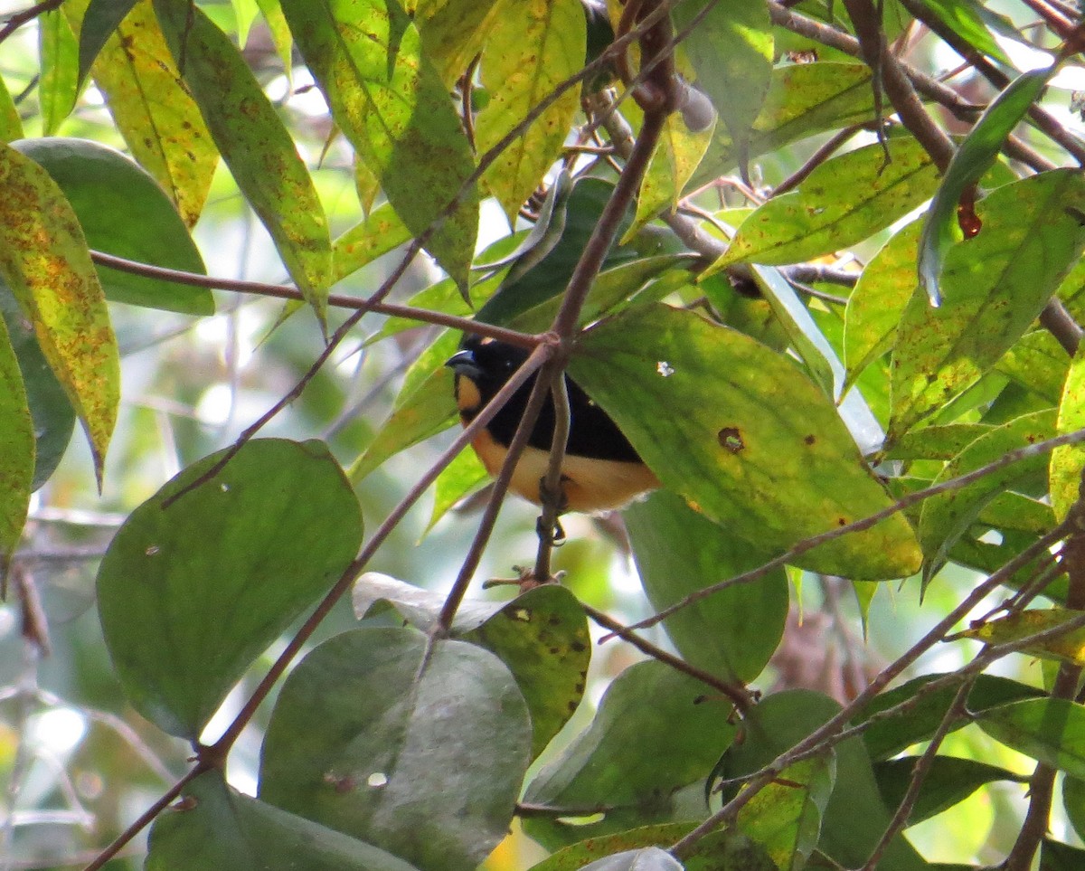 Yellow-crested Tanager - ML597658831