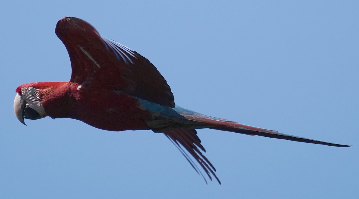 Red-and-green Macaw - ML597659991