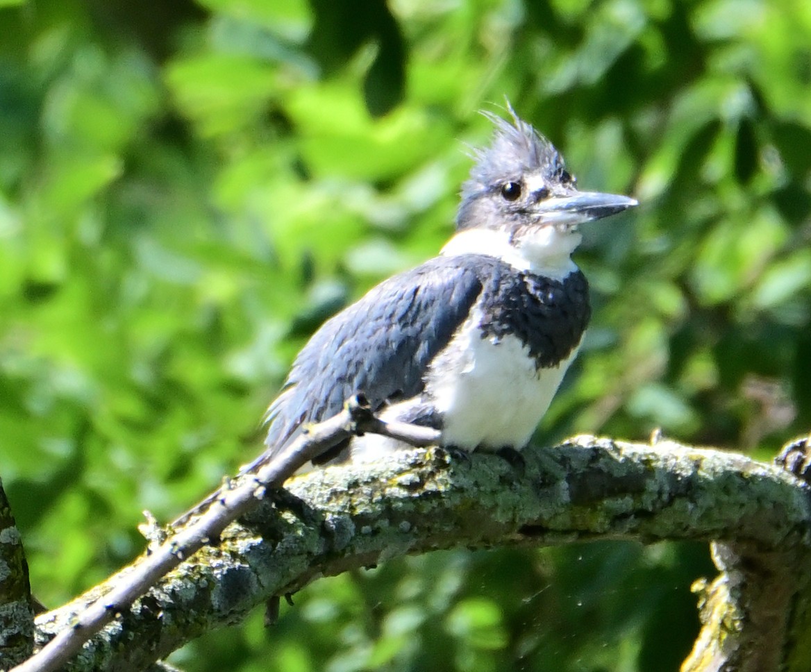 Belted Kingfisher - ML597663581
