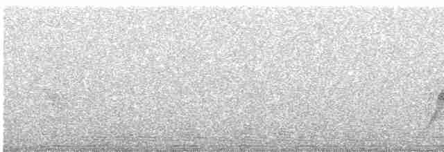 Пестрогорлый соловьиный дрозд - ML597664371