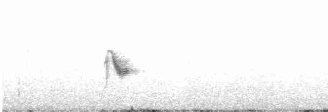 Дрізд-короткодзьоб канадський - ML597669761