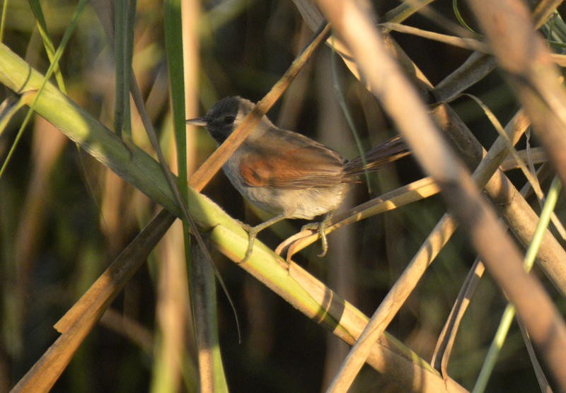 White-bellied Spinetail - ML597671711