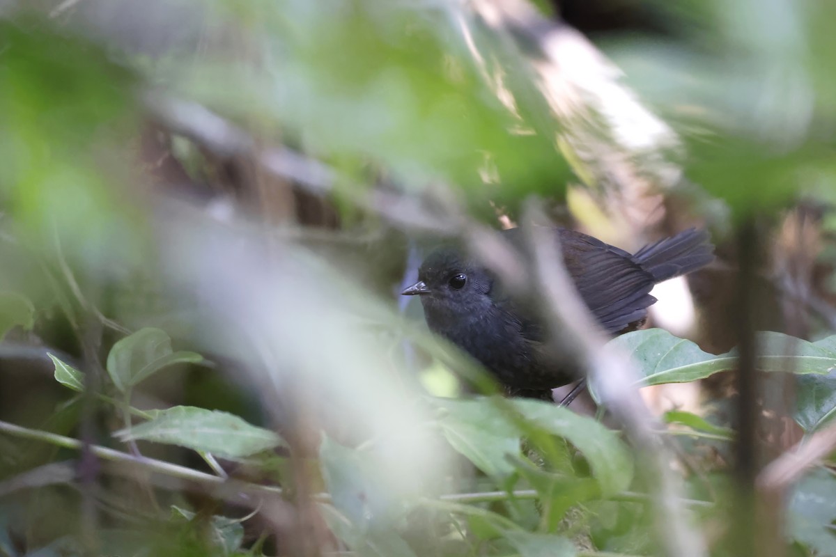 Trilling Tapaculo - ML597673361