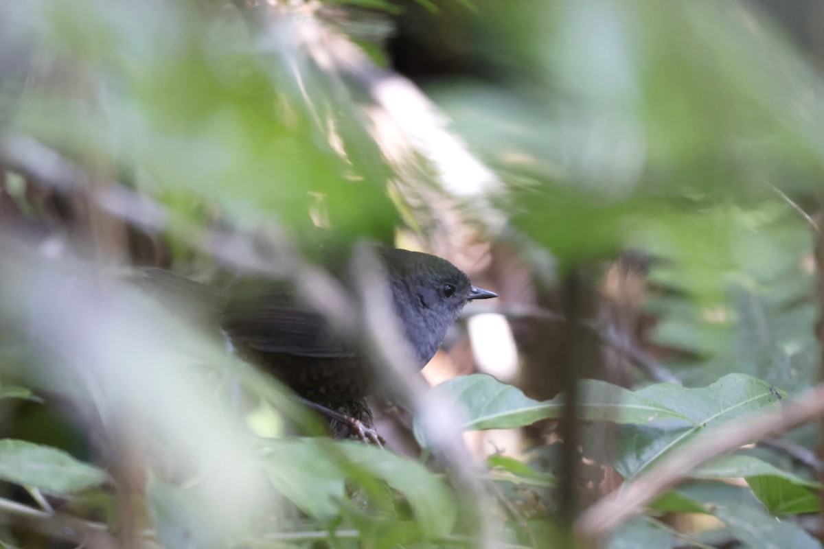 Trilling Tapaculo - ML597673371