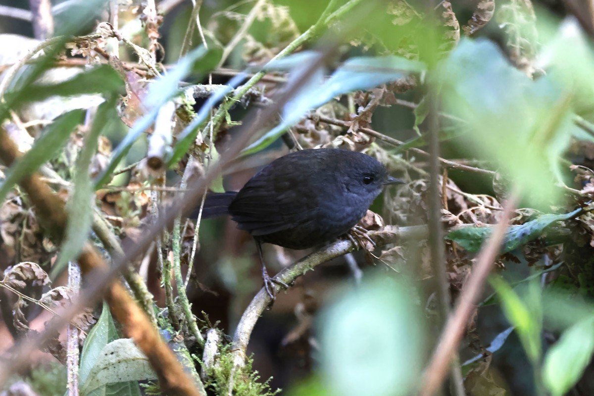 Trilling Tapaculo - ML597673391