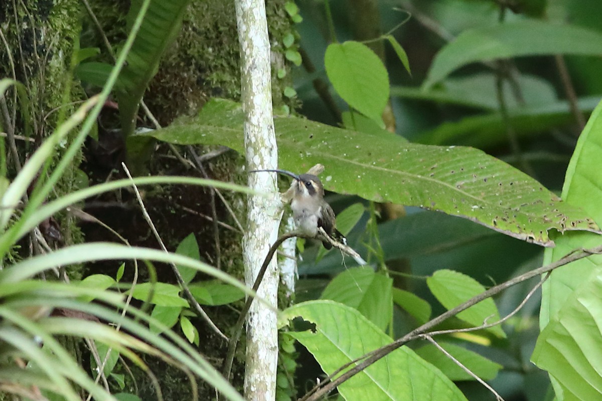 Мексиканский колибри-отшельник - ML597674981