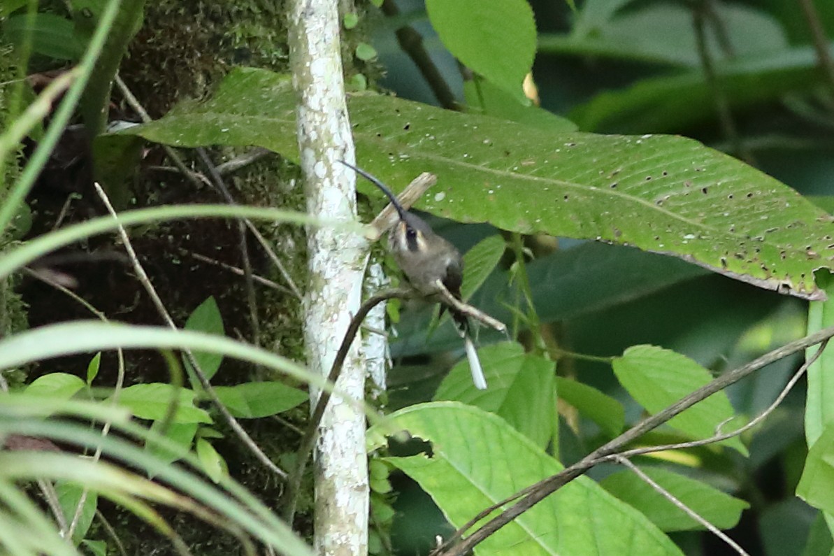 Мексиканский колибри-отшельник - ML597674991