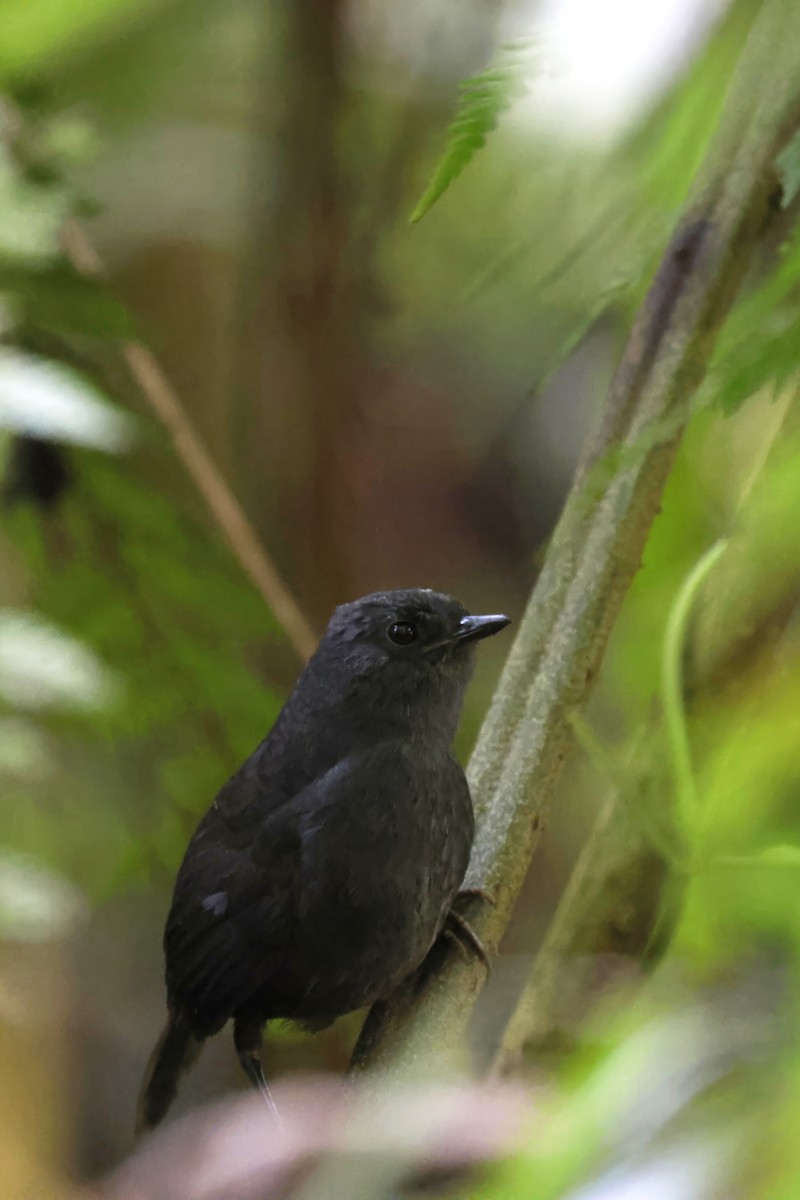 Rufous-vented Tapaculo - ML597677391
