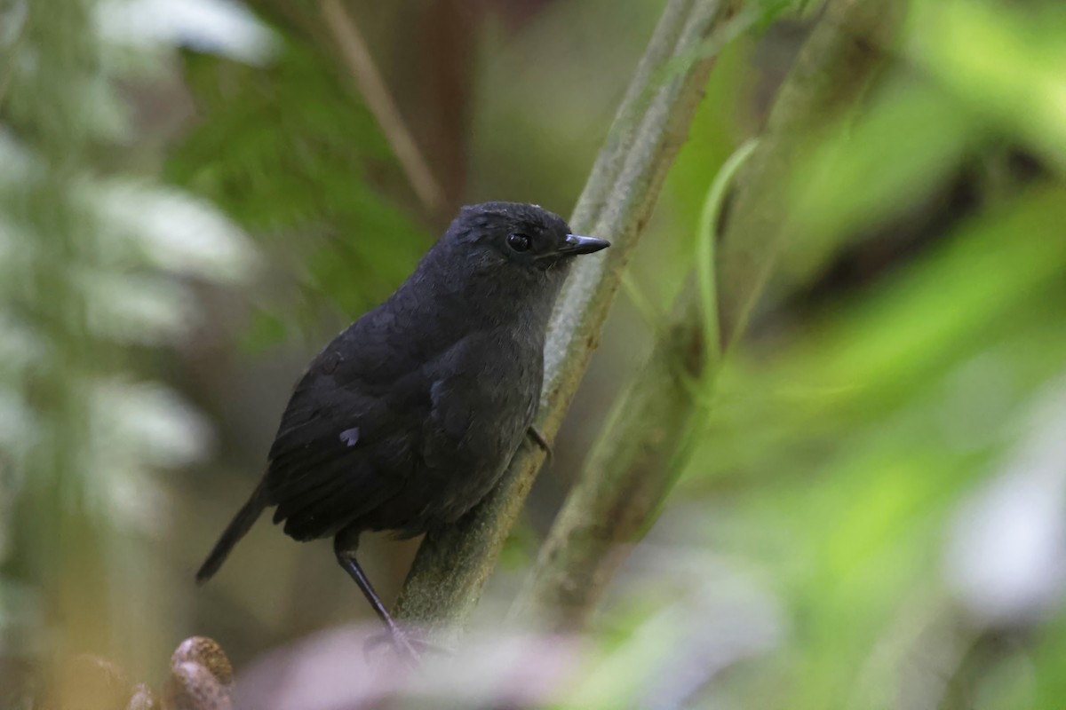 Rufous-vented Tapaculo - ML597677411