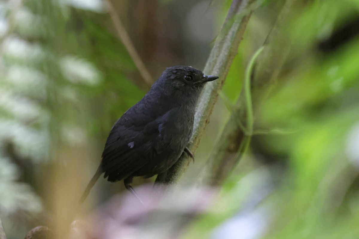 Rufous-vented Tapaculo - ML597677431