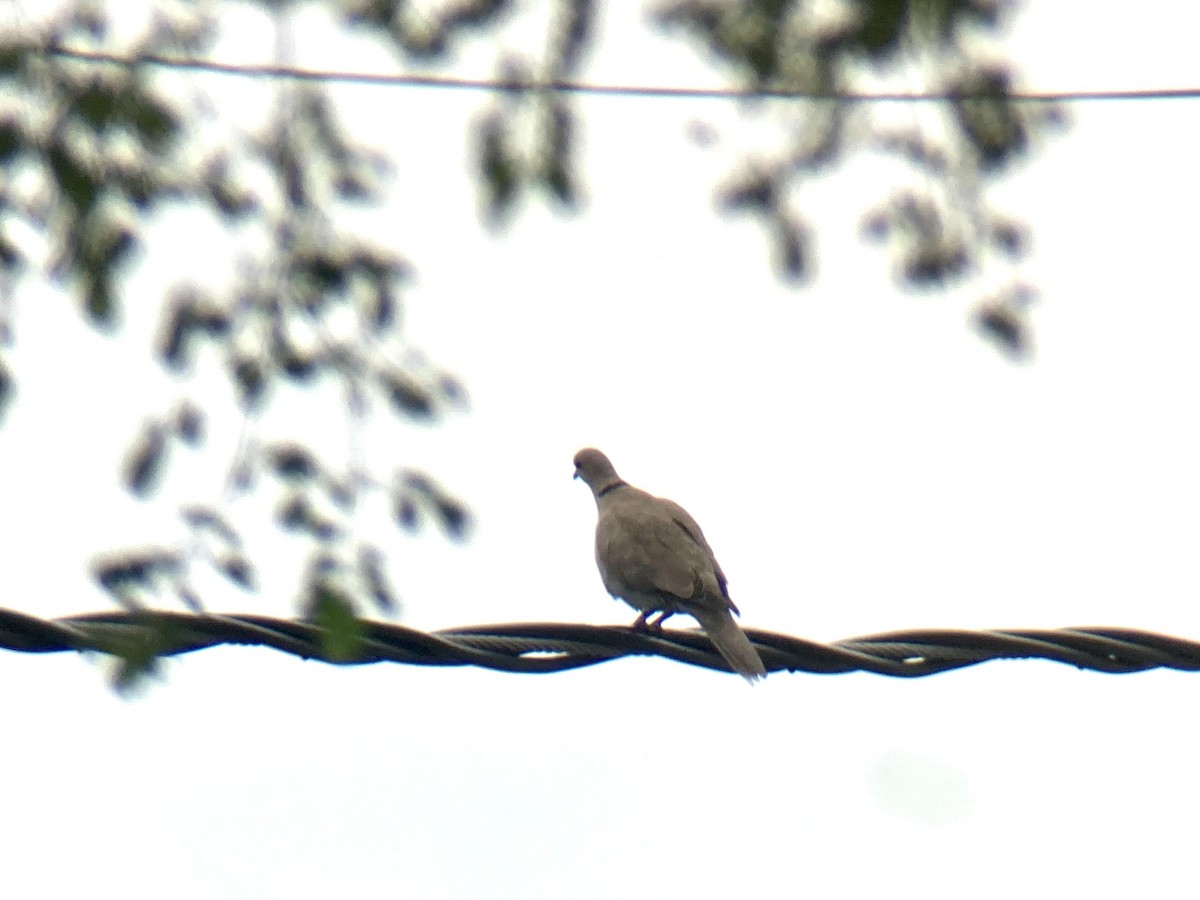 Eurasian Collared-Dove - ML597678901