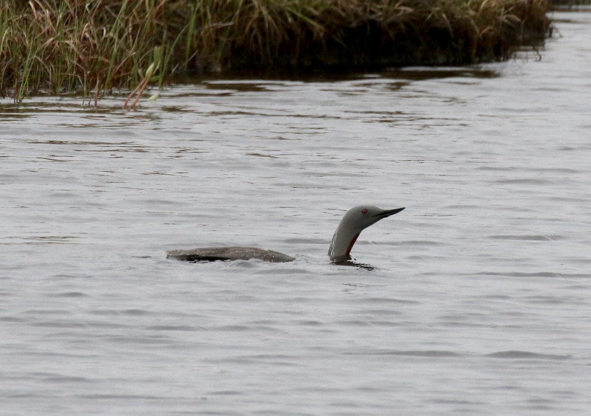 Red-throated Loon - ML597679711