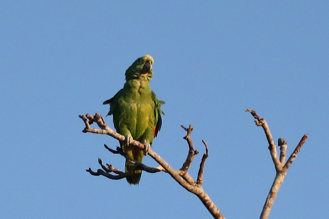 Yellow-crowned Parrot - ML597679801