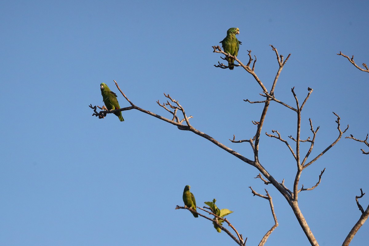 Yellow-crowned Parrot - ML597679811
