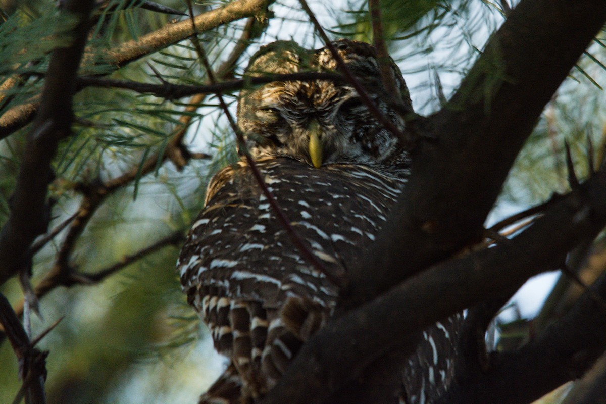 Chaco Owl - ML597685761