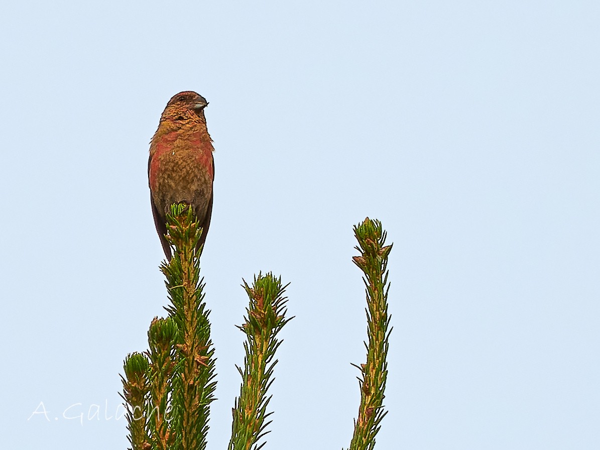 Red Crossbill - A. Galache