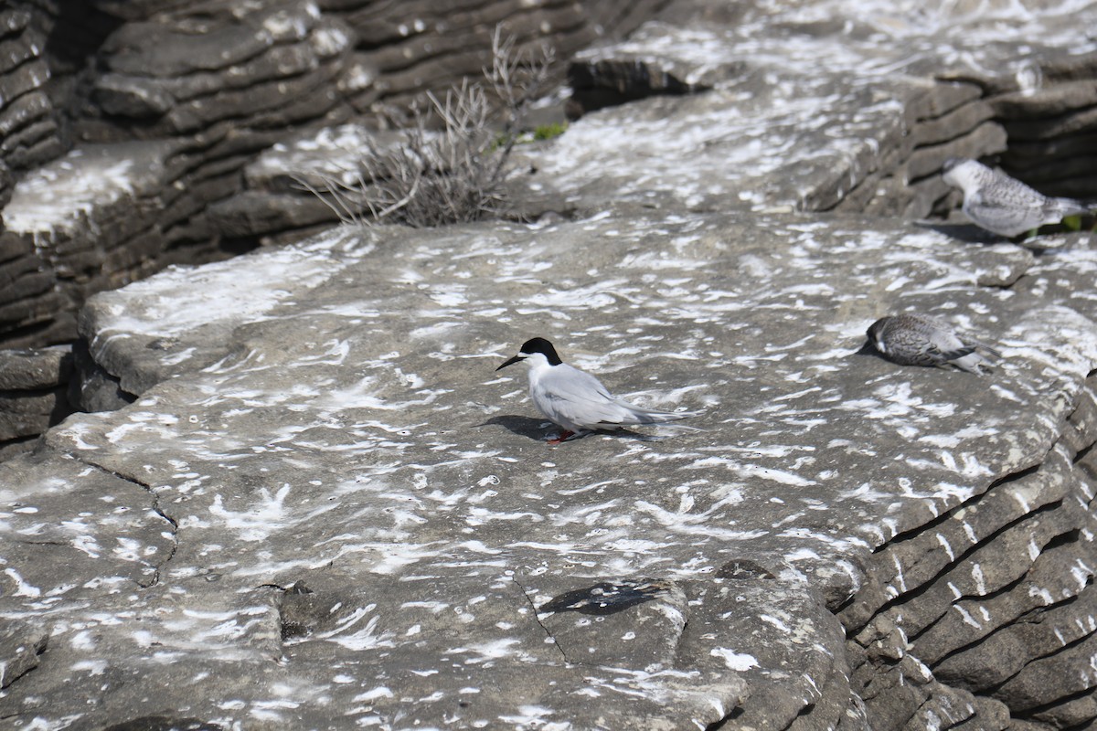 White-fronted Tern - ML597693101