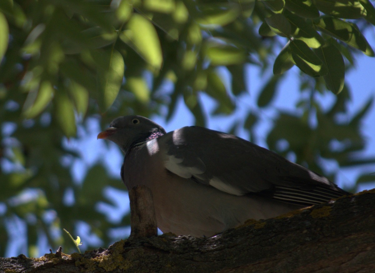 Common Wood-Pigeon - ML597699961