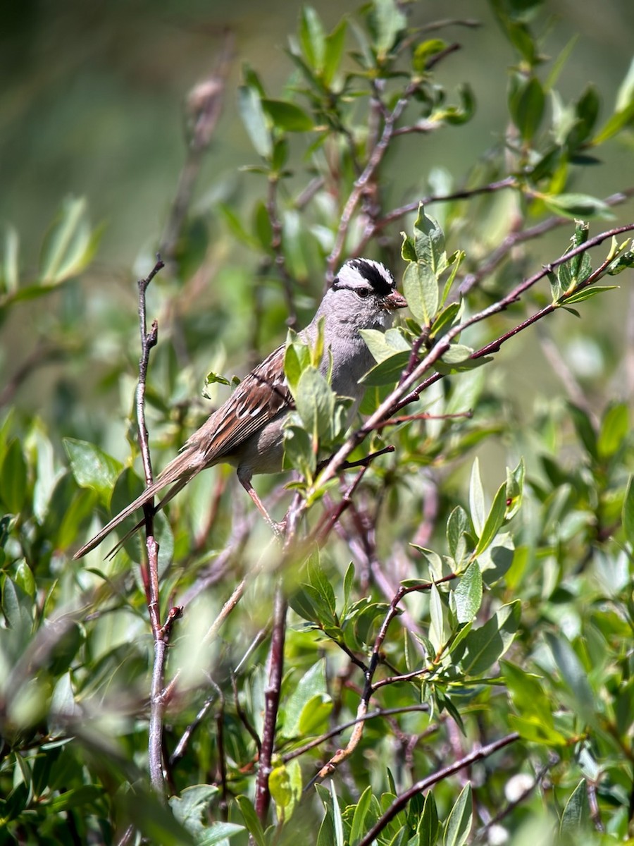 White-crowned Sparrow - ML597702571