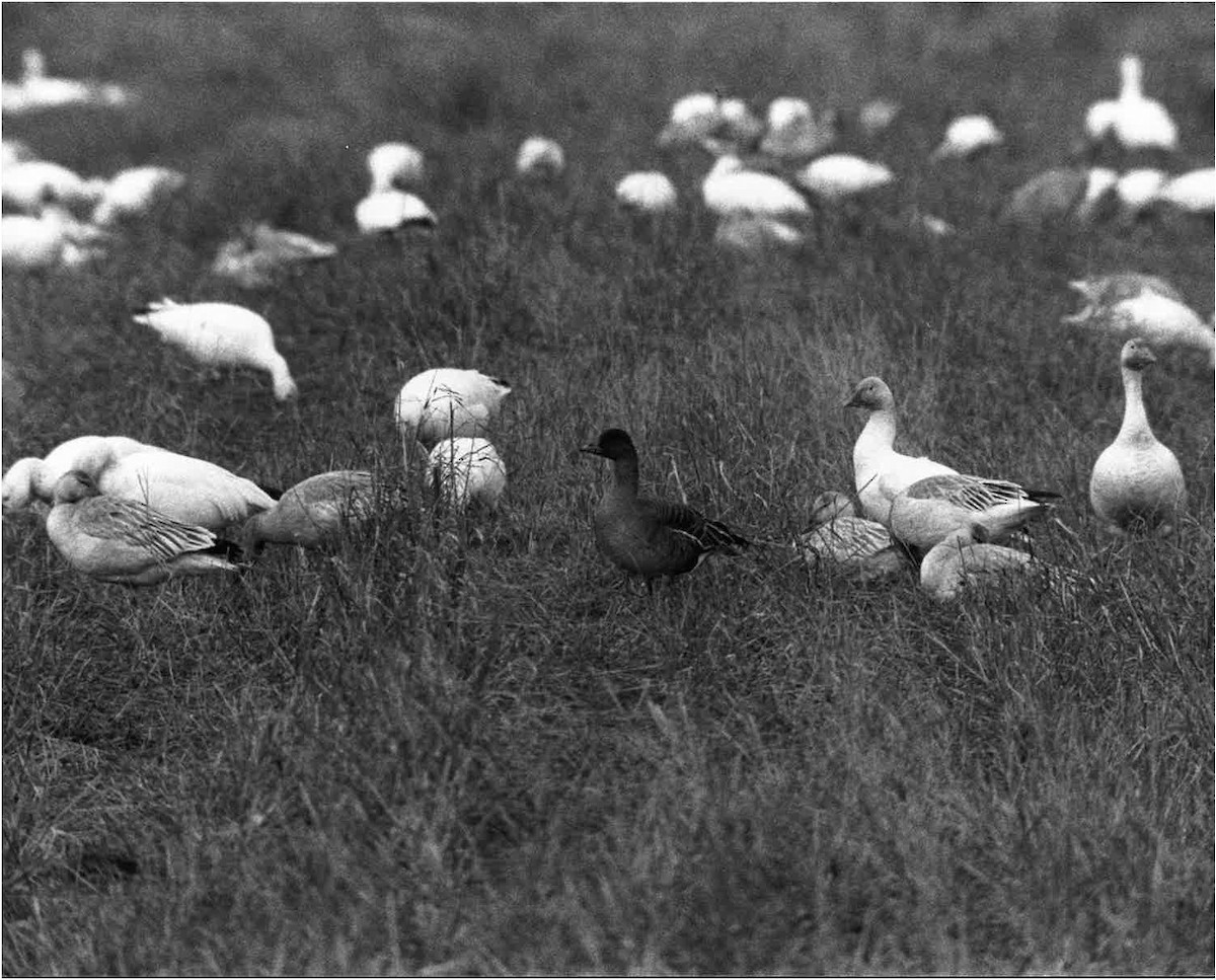 Tundra Bean-Goose - Pierre Normand