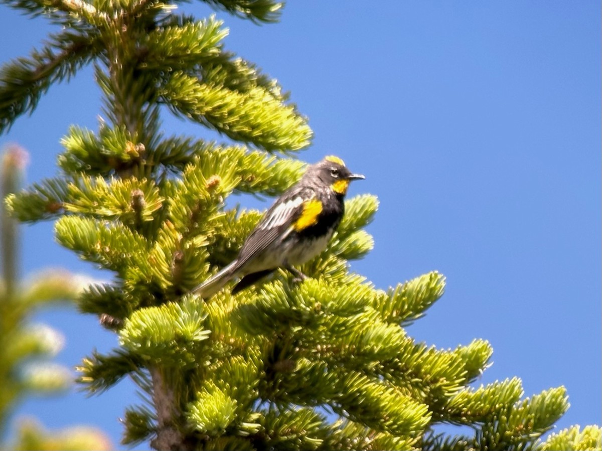 Yellow-rumped Warbler (Audubon's) - ML597704121