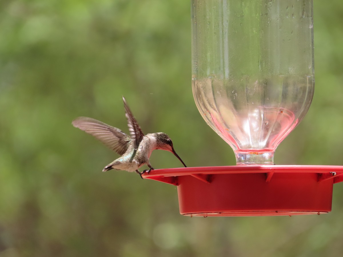 Black-chinned Hummingbird - Bill  Lapp