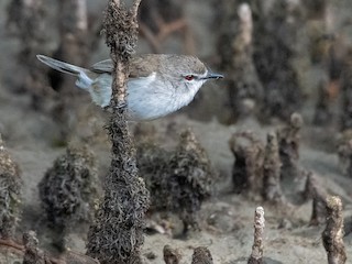  - Mangrove Gerygone