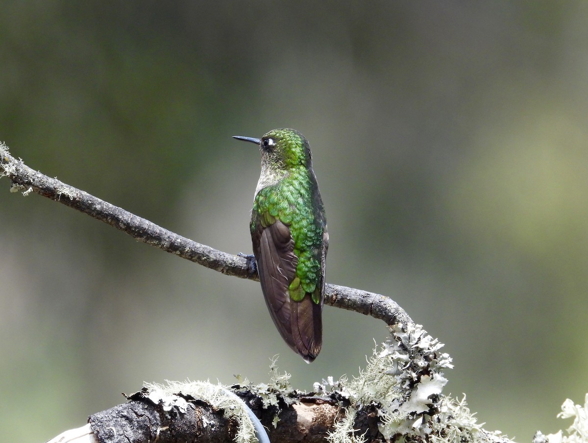 Scaled Metaltail - ML597706631