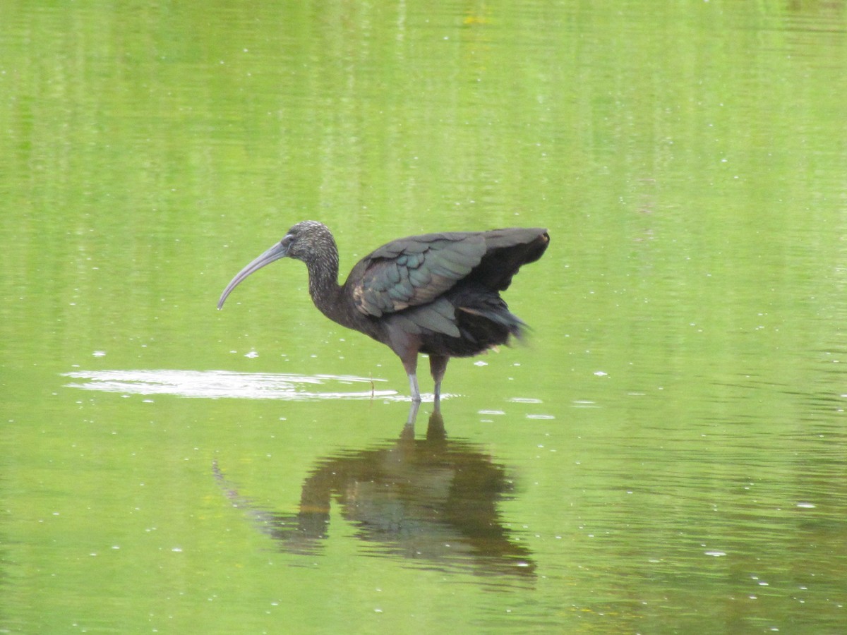 ibis hnědý - ML59771081