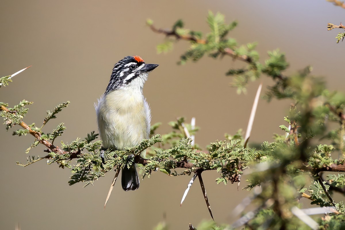 Red-fronted Tinkerbird - ML597716261